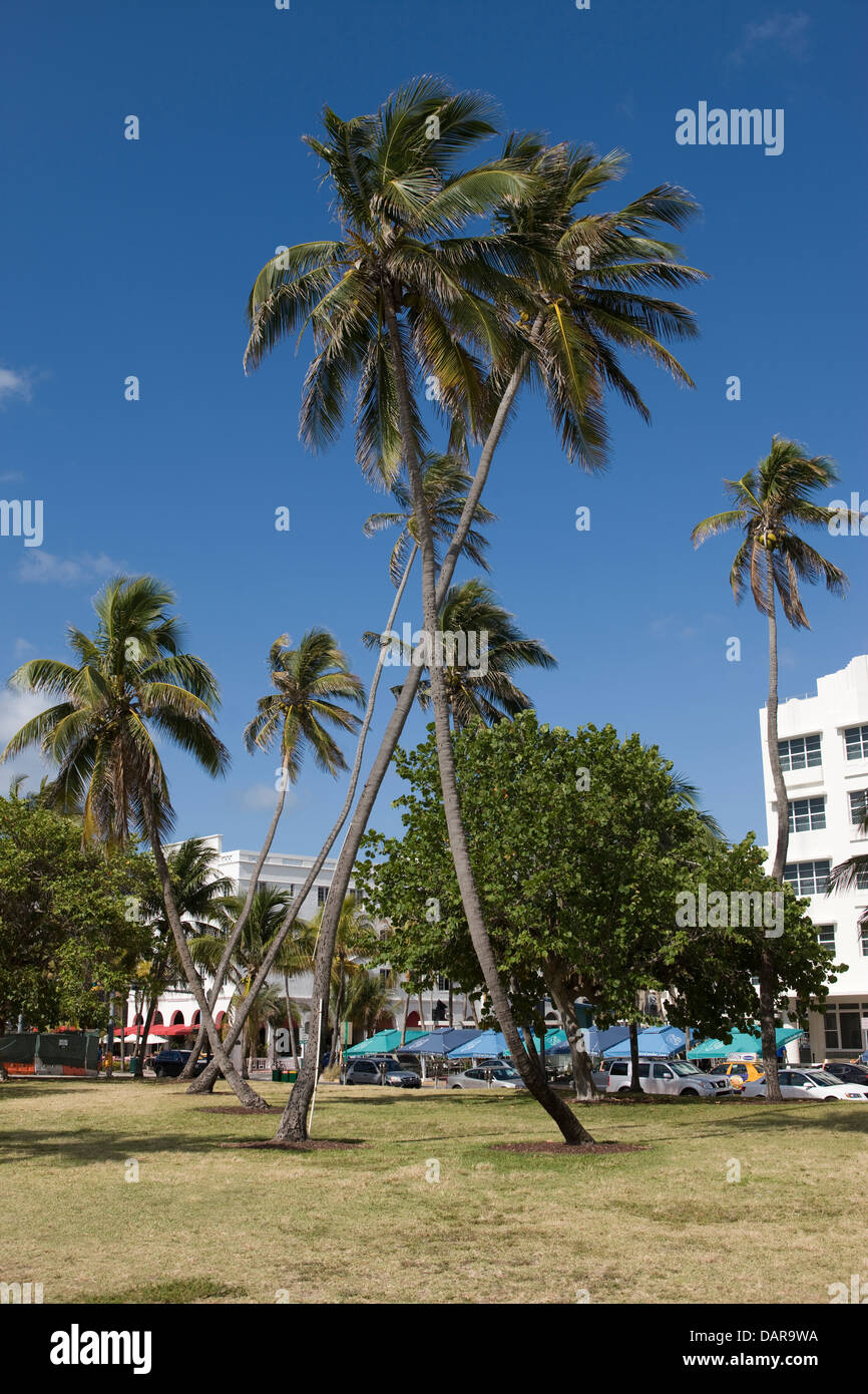 CROSSED PALM TREES LUMMUS PARK OCEAN DRIVE SOUTH BEACH MIAMI BEACH FLORIDA USA Stock Photo