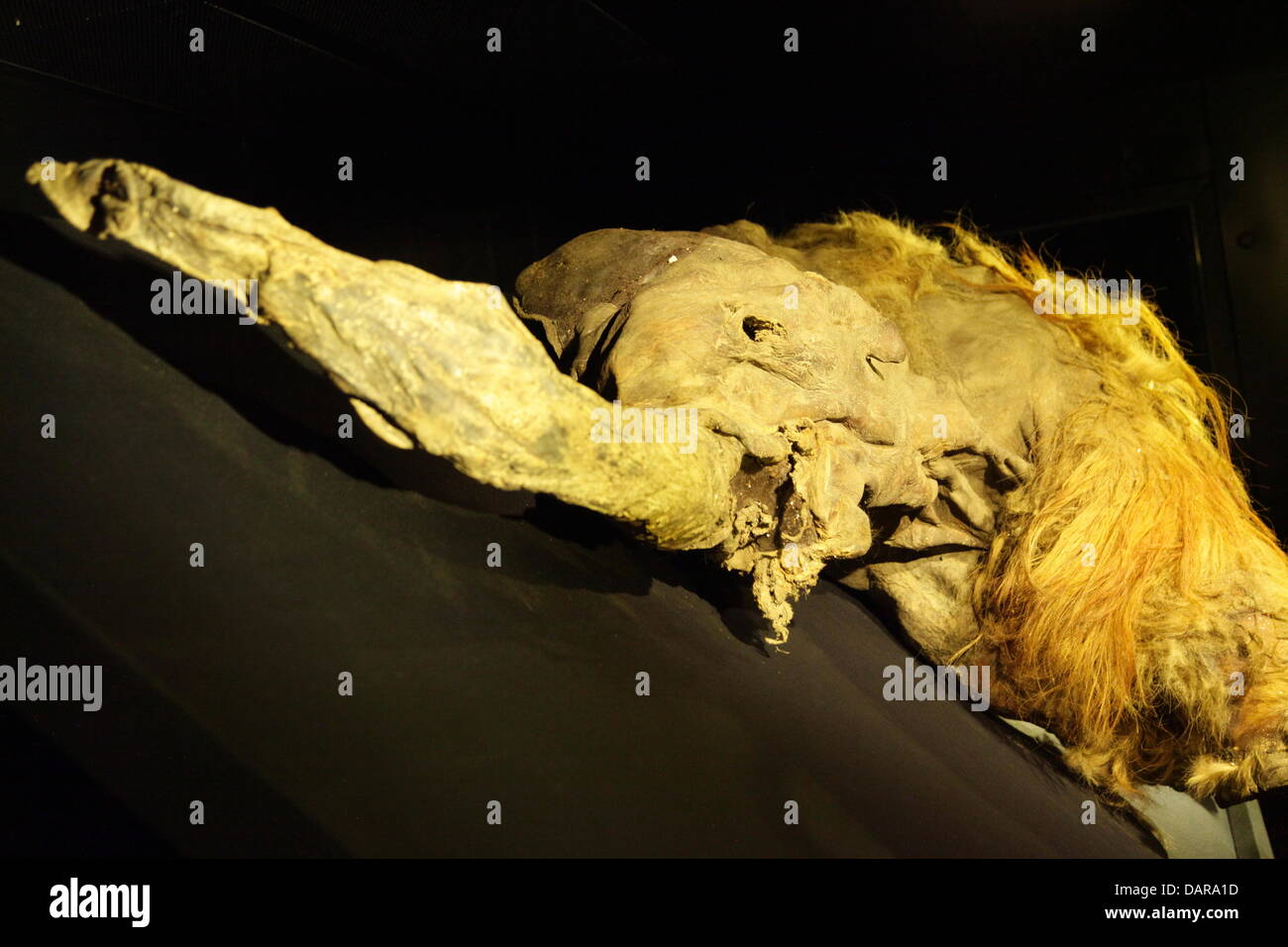 July 12, 2013, Tokyo, Japan - A 39,000-year-old female mammoth is displayed at an exhibition hall in Yokohama, south of Tokyo. The woolly animal was found frozen last May in the New Siberian Islands, also known as Novosibirsk Islands, Siberia. The body is in perfect condition; in fact it is considered the best preserved specimen of a mammoth ever found. A well-preserved sample of blood was found together with the corpse, and scientists claim that it may be used to regrow one of these animals that became extinct around 4000 years ago. The mammoth will be on display for tourists and visitors fro Stock Photo