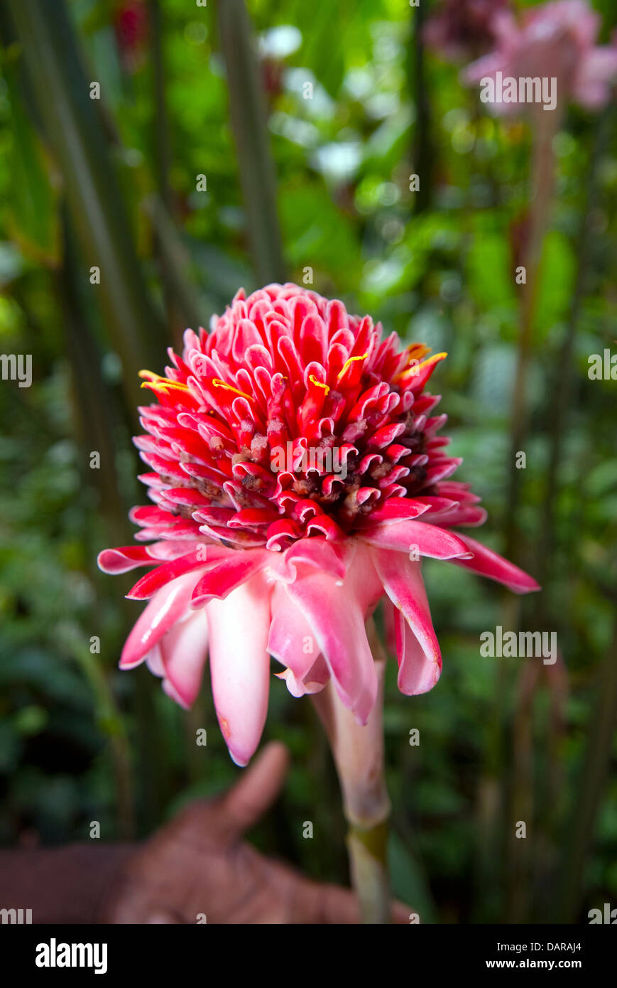 Nicolaia elatior Torch Ginger Stock Photo Alamy