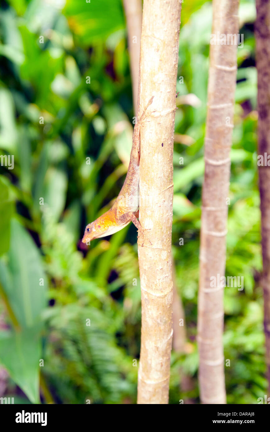 Caribbean Least Gecko, Sphaerodactylus homolepis Stock Photo