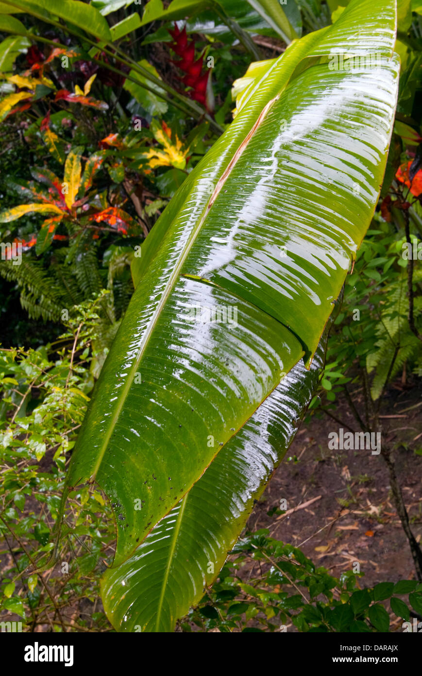 Banana plant leaf hires stock photography and images Alamy