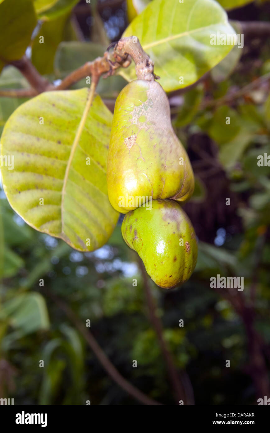 Cashew fruit on a tree Stock Photo - Alamy