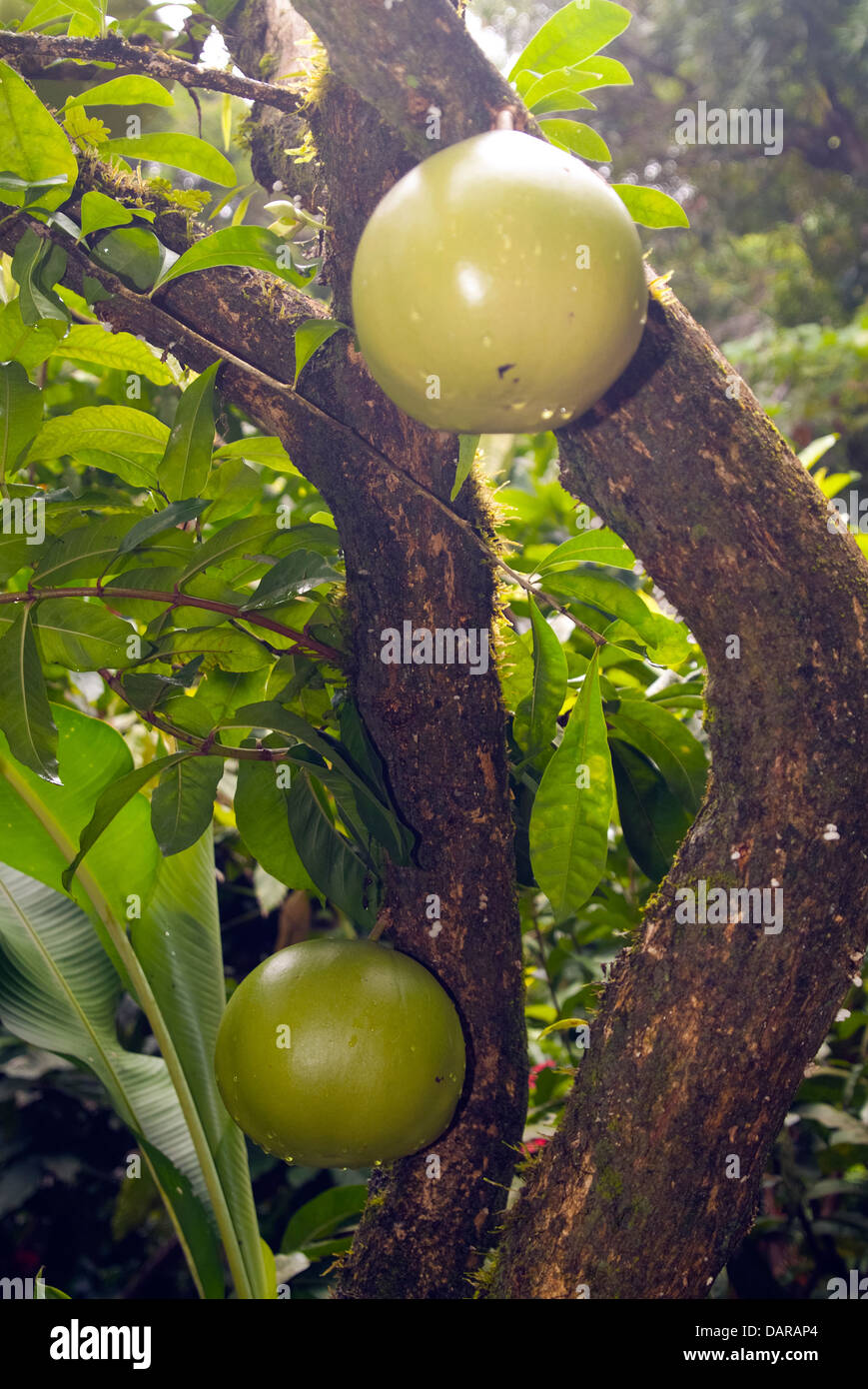 The Common Calabash Tree Stock Photo Alamy