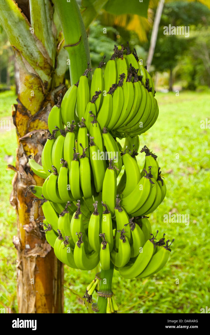 Banana tree trunk hires stock photography and images Alamy