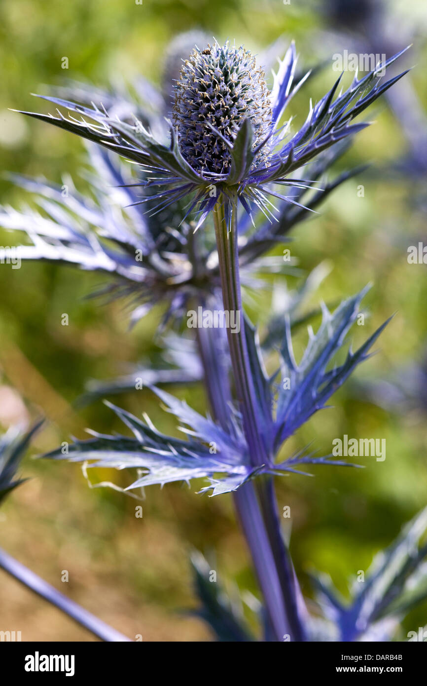 Eryngium Big Blue Sea Holly Close Up Stock Photo Alamy