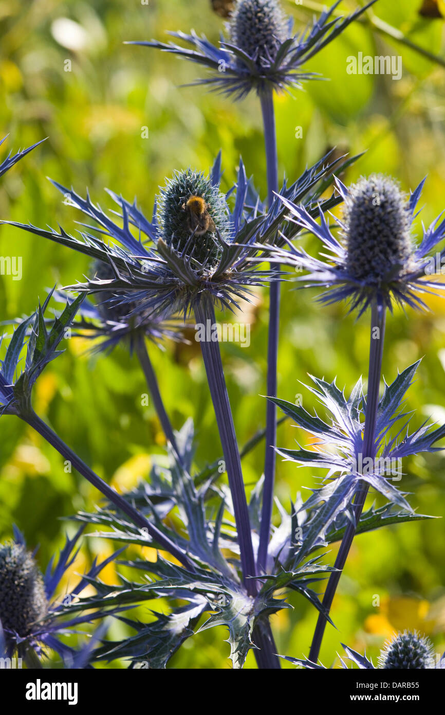 Eryngium Big Blue Sea Holly Close Up Stock Photo Alamy