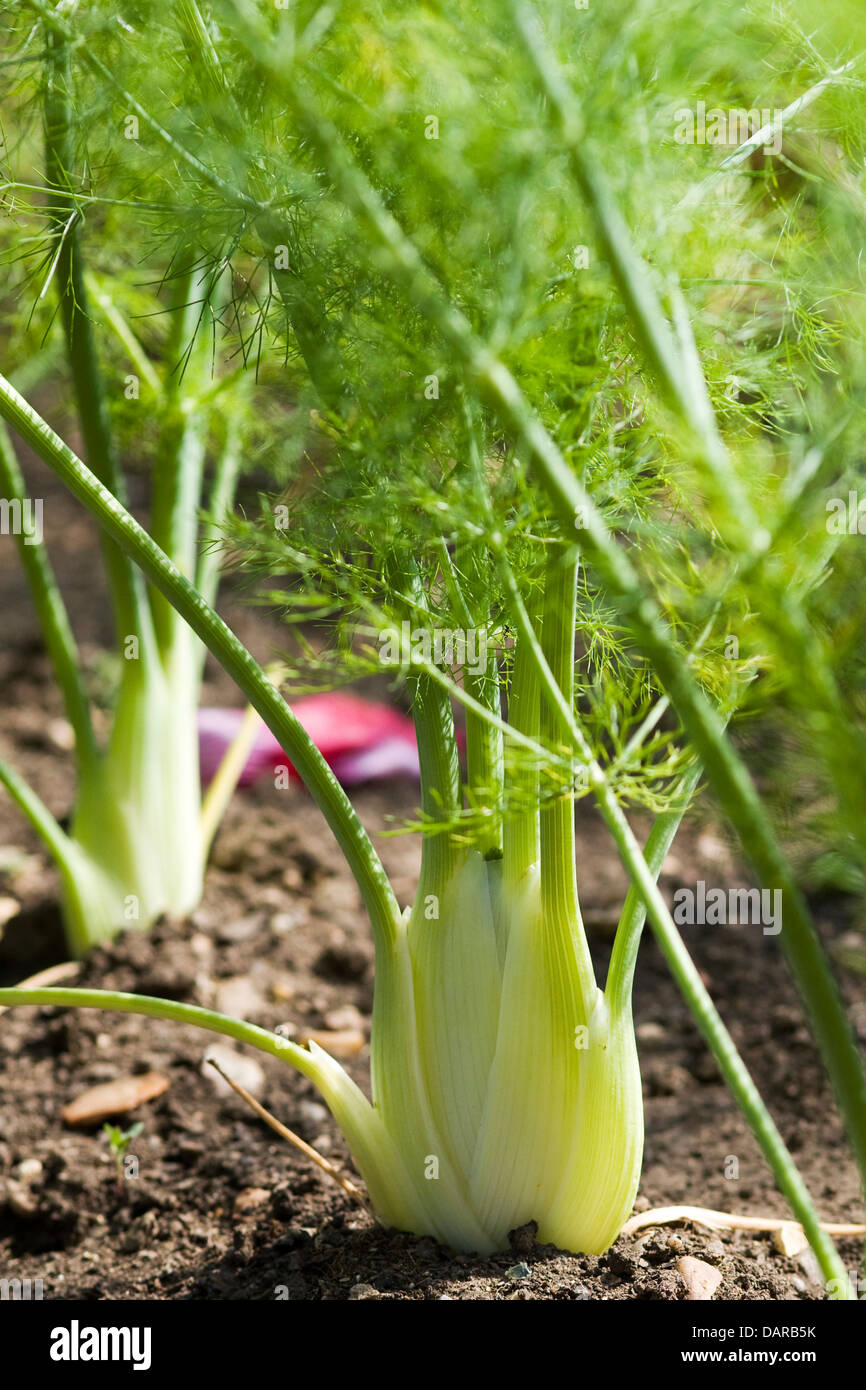 Foeniculum vulgare Deep root Plant Base of Fennel Growing in the earth ...