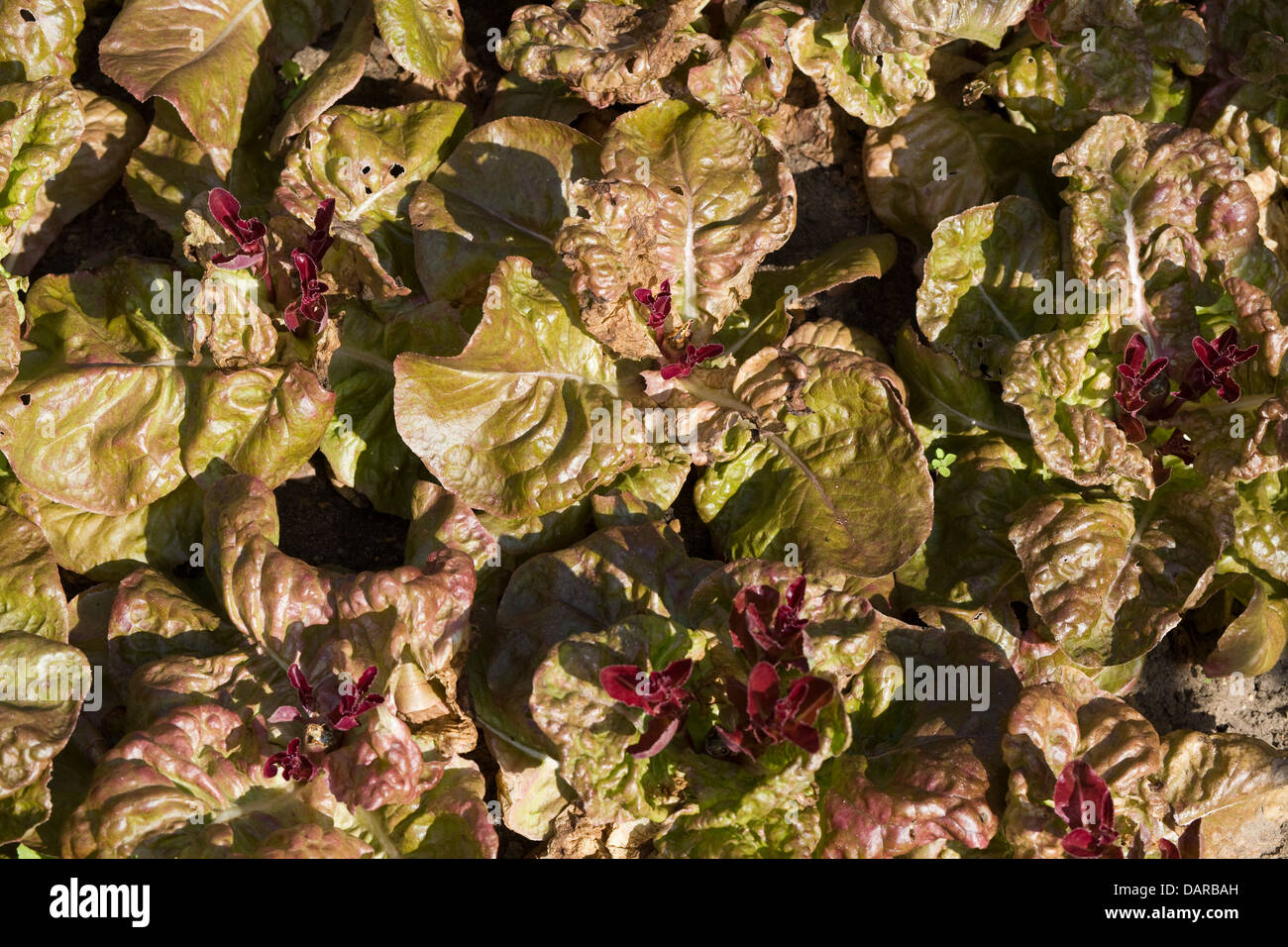 Four Seasons butterhead lettuce Lactuca sativa growing in a garden Stock Photo Alamy