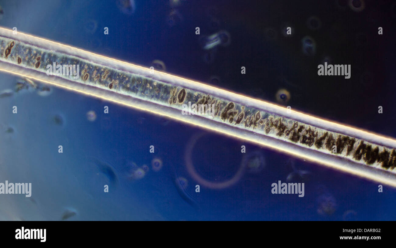 Darkfield photomicrograph, cow hair, bovine Stock Photo