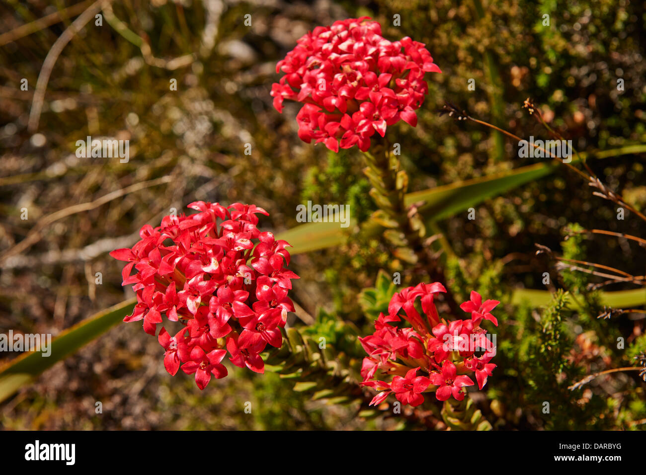 red bloom of a Fynbos, Table Mountain National Park, Cape Town, Western