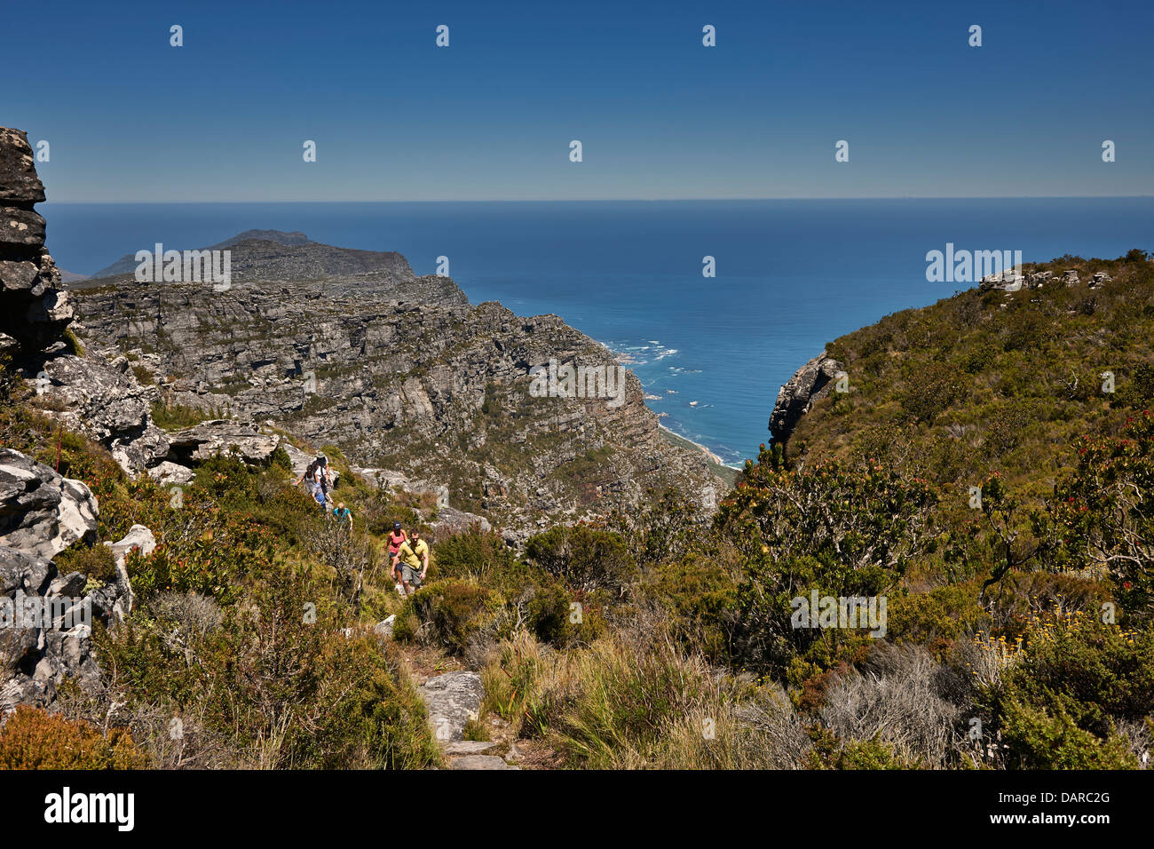 hiker in Table Mountain National Park, Cape Town, Atlantic Ocean behind, Western Cape, South Africa Stock Photo