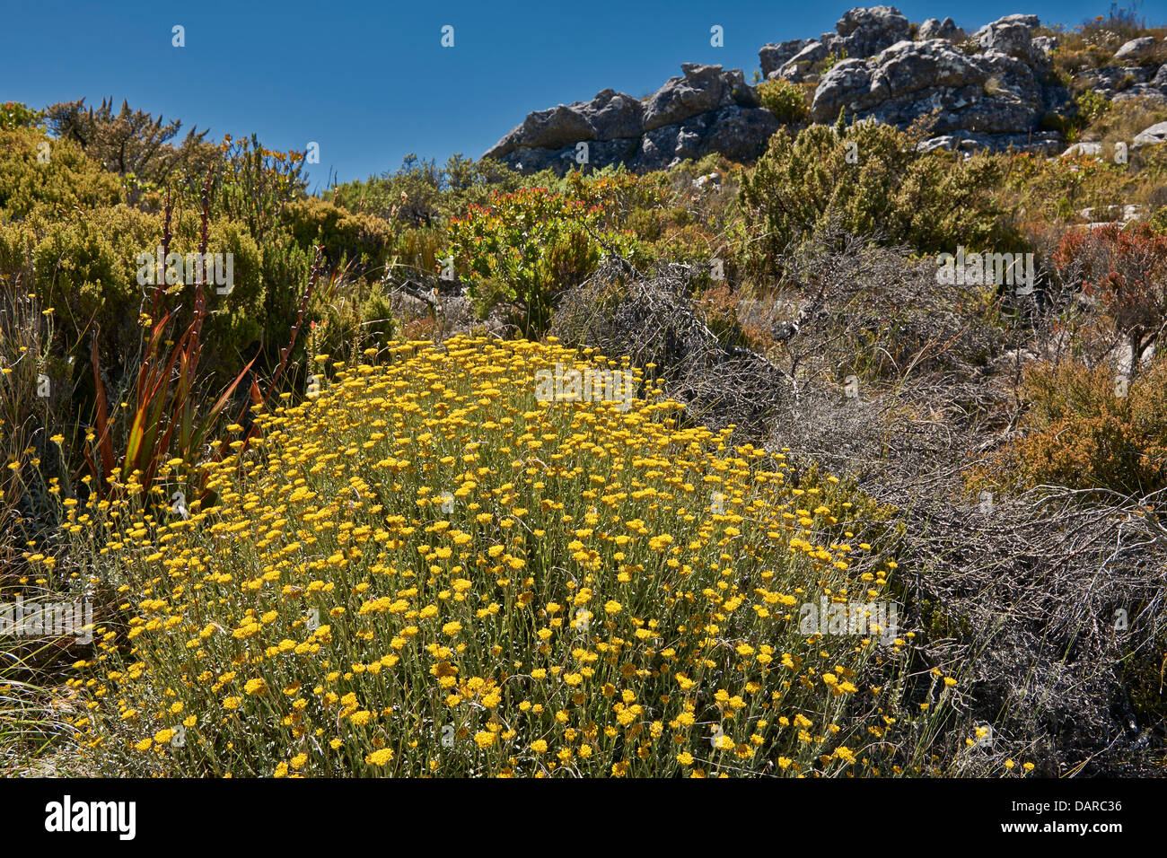 yellow bloom of a Fynbos, Table Mountain National Park, Cape Town