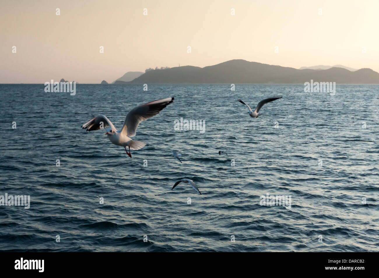 Gulls of various species flying over sea near Haeundae, Busan with Oryukdo islands on the background. Stock Photo