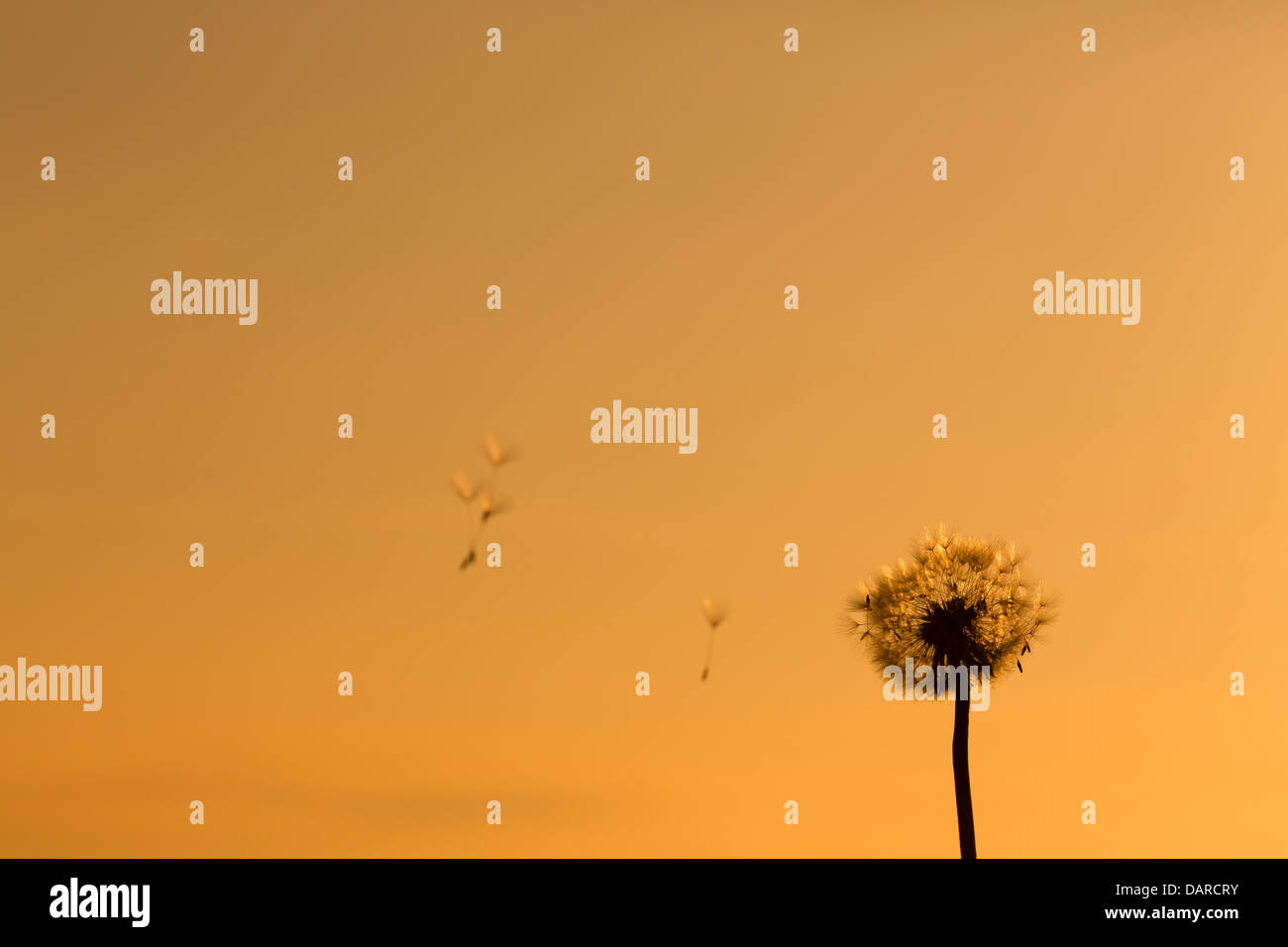 Close up of a dandelion clock, with seeds blowing away Stock Photo - Alamy