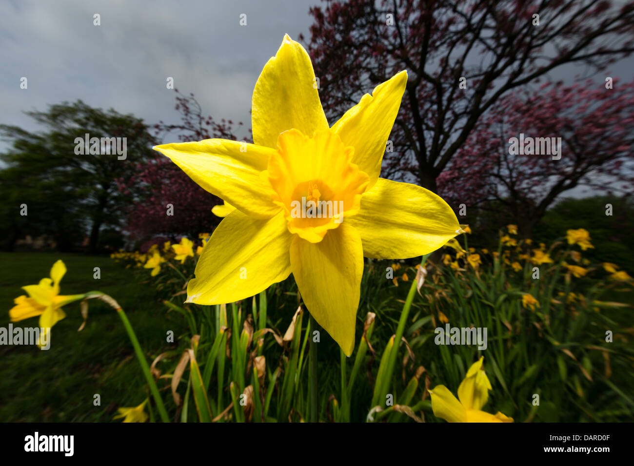 Daffodils with a dark sky Stock Photo