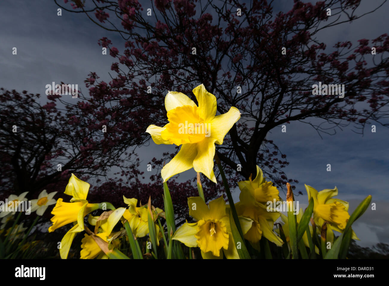 Daffodils with a dark sky Stock Photo
