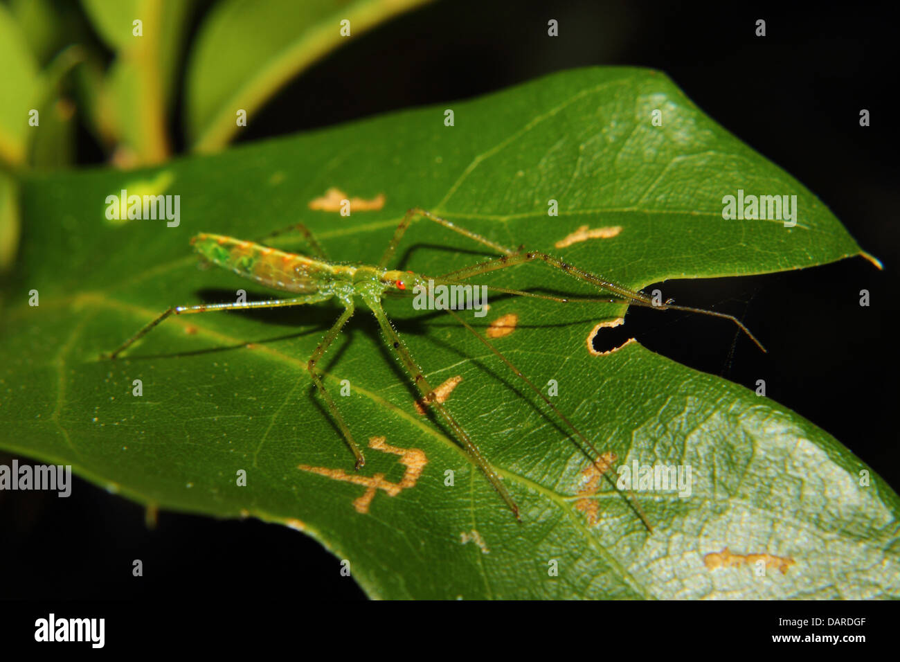A green Assassin bug with red eyes and long legs perches on a green leaf. Stock Photo
