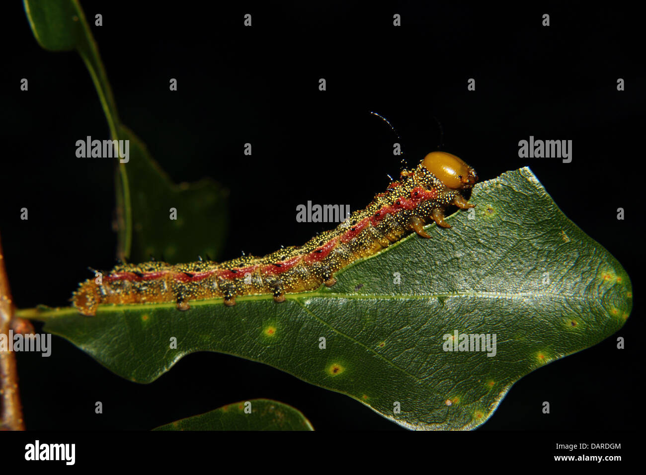a caterpillar chews on a leaf Stock Photo