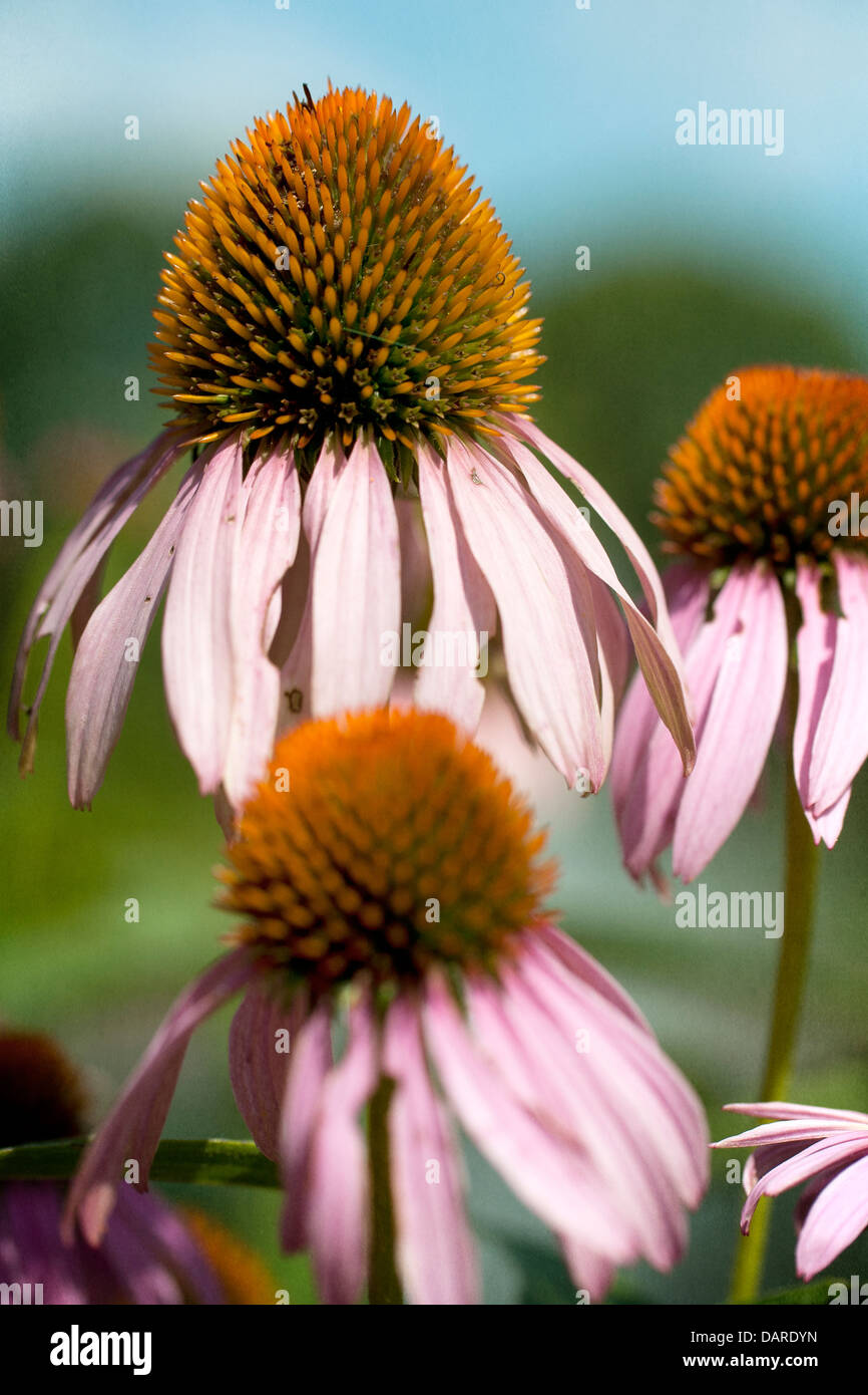Purple Coneflowers on a late summer day. Stock Photo