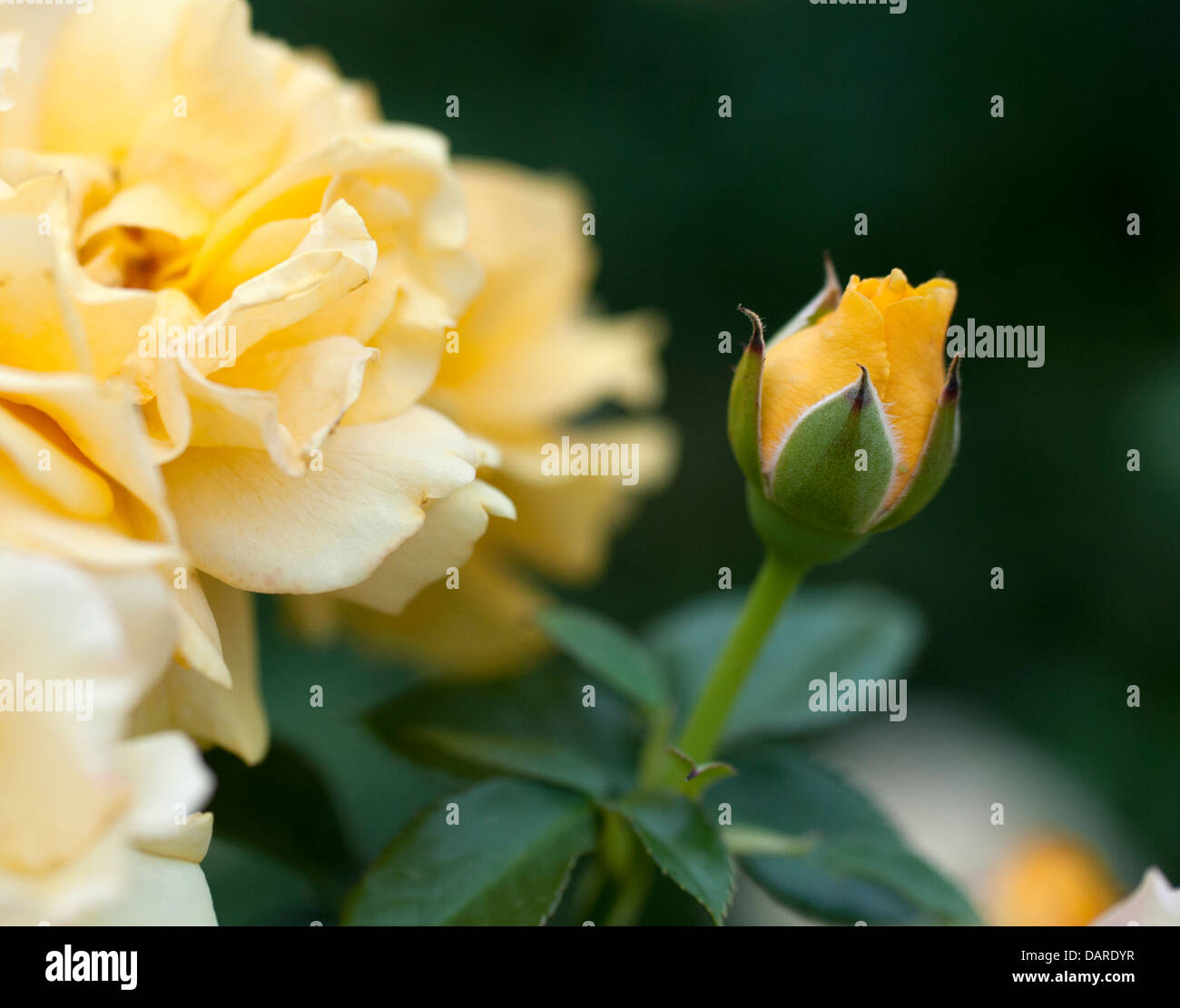 Yellow roses and a rosebud against dark green foliage Stock Photo