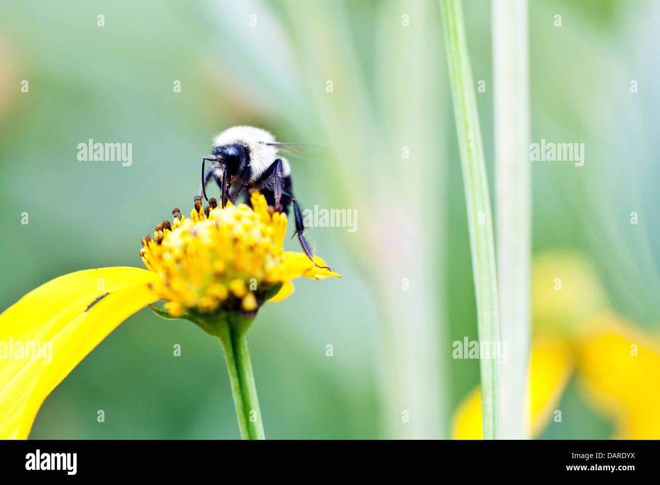 Bumble Bee on a yellow flower with only two petals Stock Photo