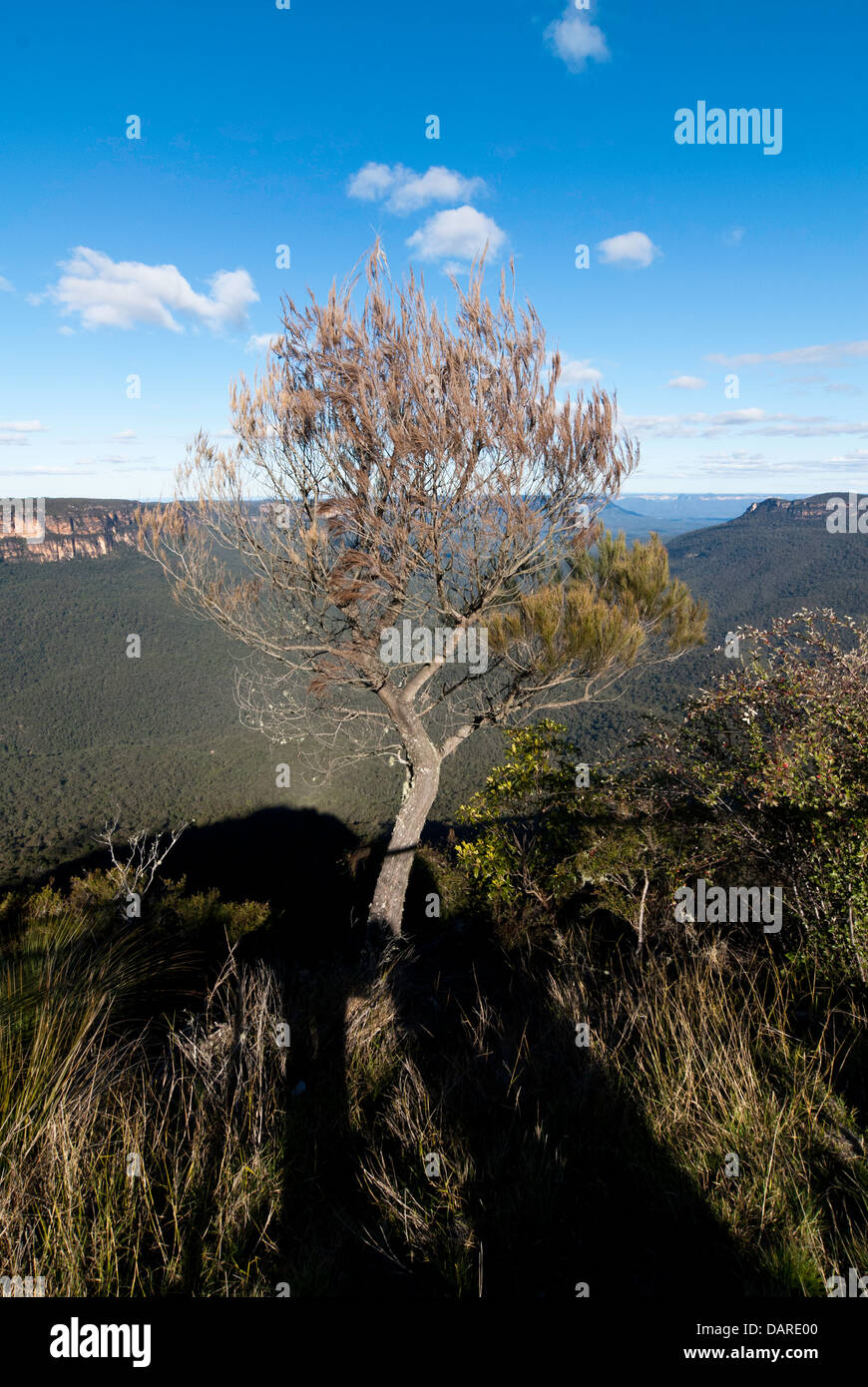 A native tree with views over the Jamison Valley, at Sublime Point, Blue Mountains, Australia, with shadows cast by lookout Stock Photo