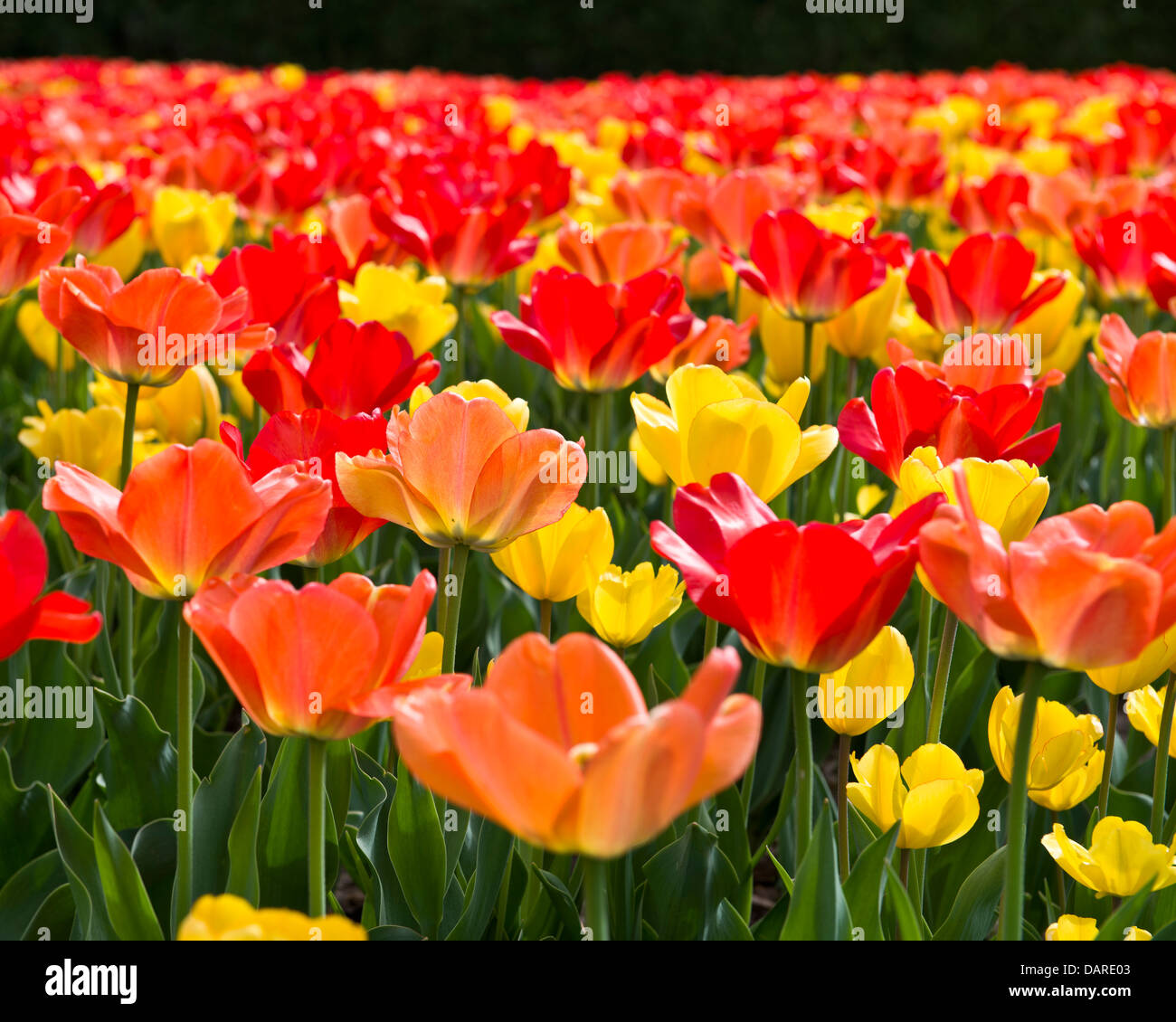 Colorful spring tulips in red, orange and yellow . Stock Photo
