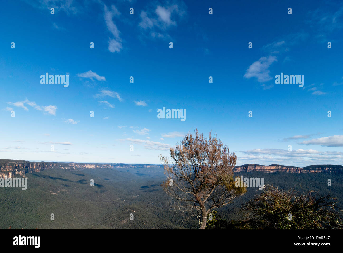 A native tree with views over the Jamison Valley, at Sublime Point, Blue Mountains, Australia Stock Photo