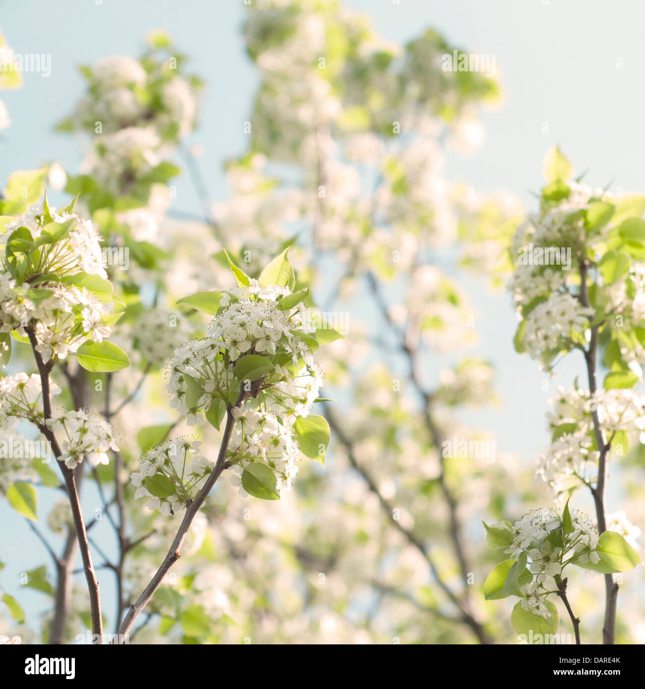 White blossoms against a blue sky. Stock Photo