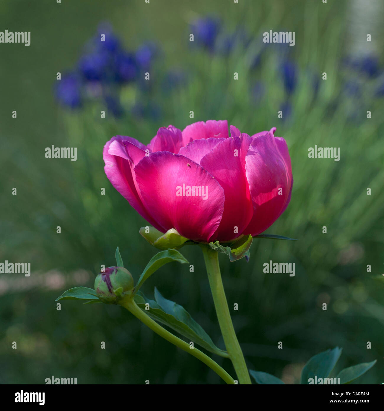 Colorful garden photograph of a vibrant pink peony flower in bloom. Stock Photo