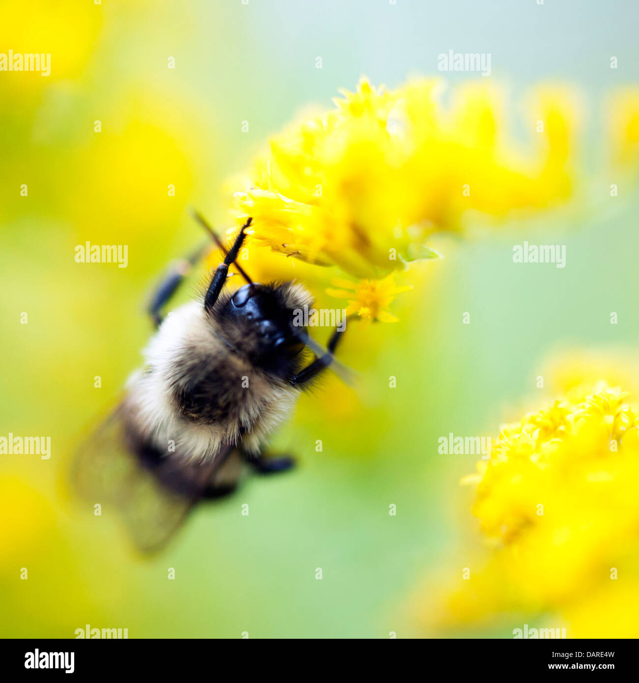 Bright, colorful photograph of a bumble bee on bright yellow goldenrod flowers. Stock Photo
