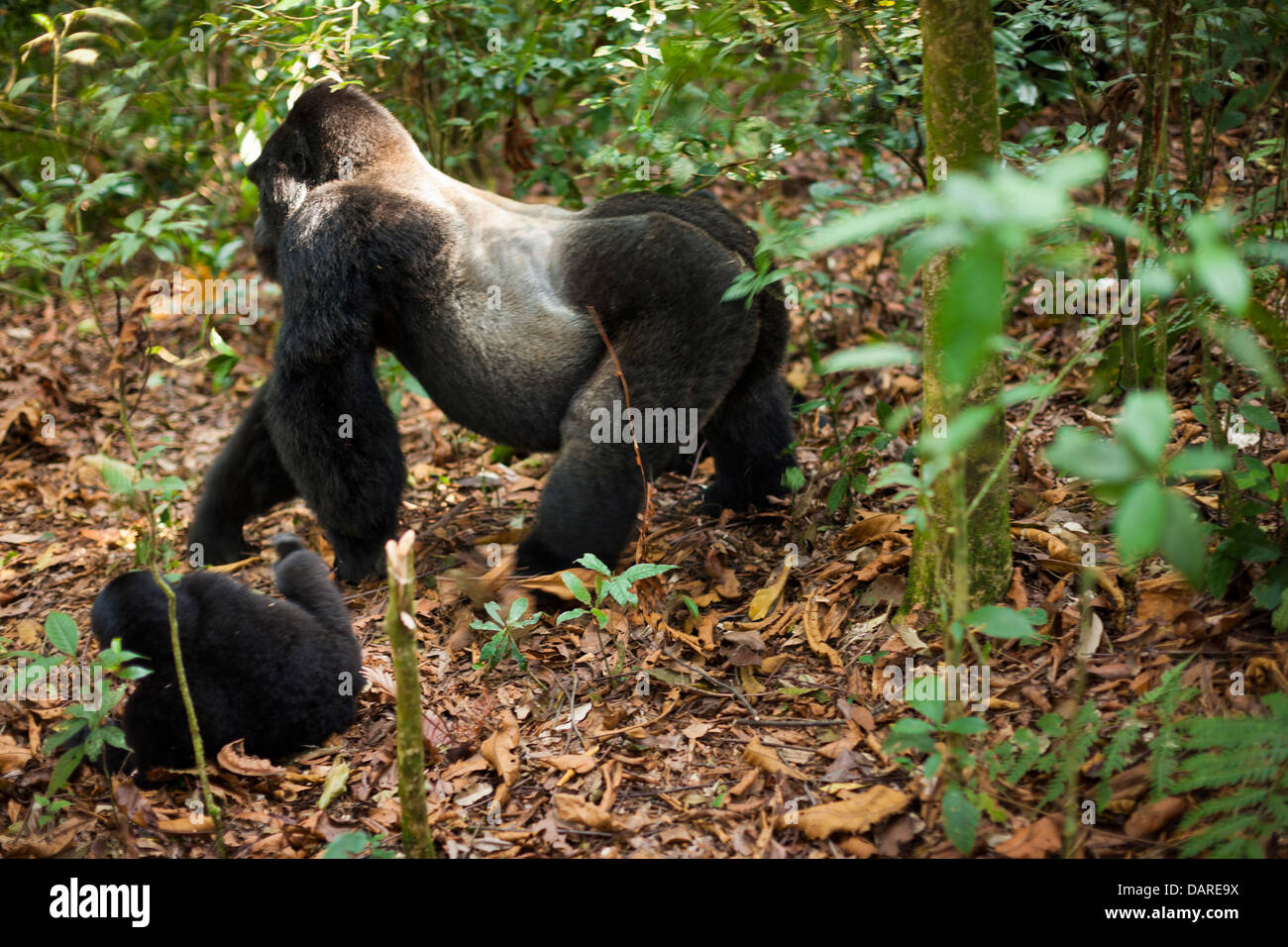 Mountain gorillas, Volcanoes National Park, Rwanda. Stock Photo