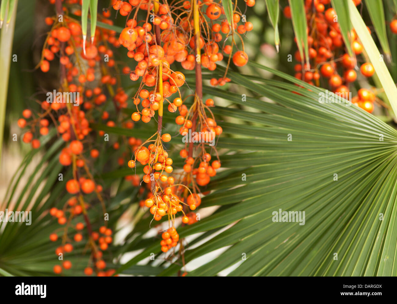 palm fruit Stock Photo