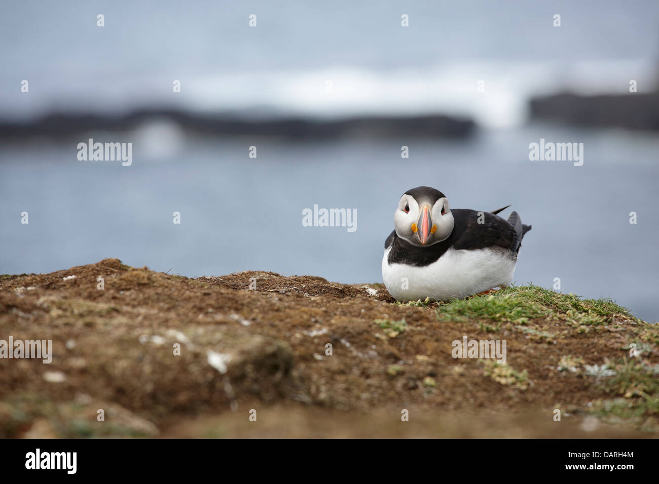 Puffin sitting down on a cliff top Stock Photo