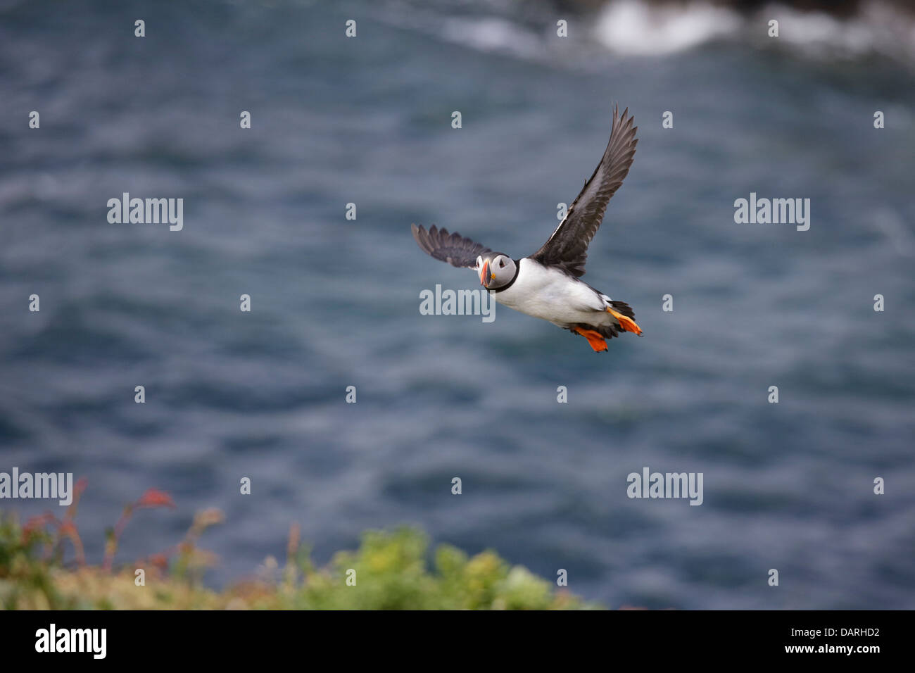 Puffin flying water Stock Photo