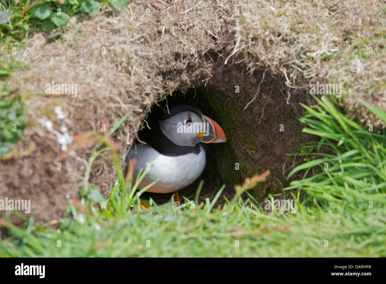 Puffin in its burrow Stock Photo