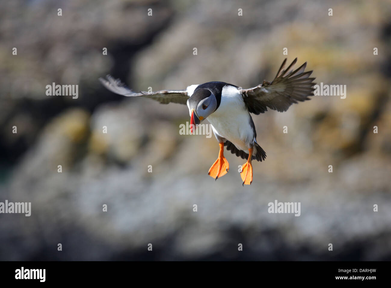Puffin flying Stock Photo
