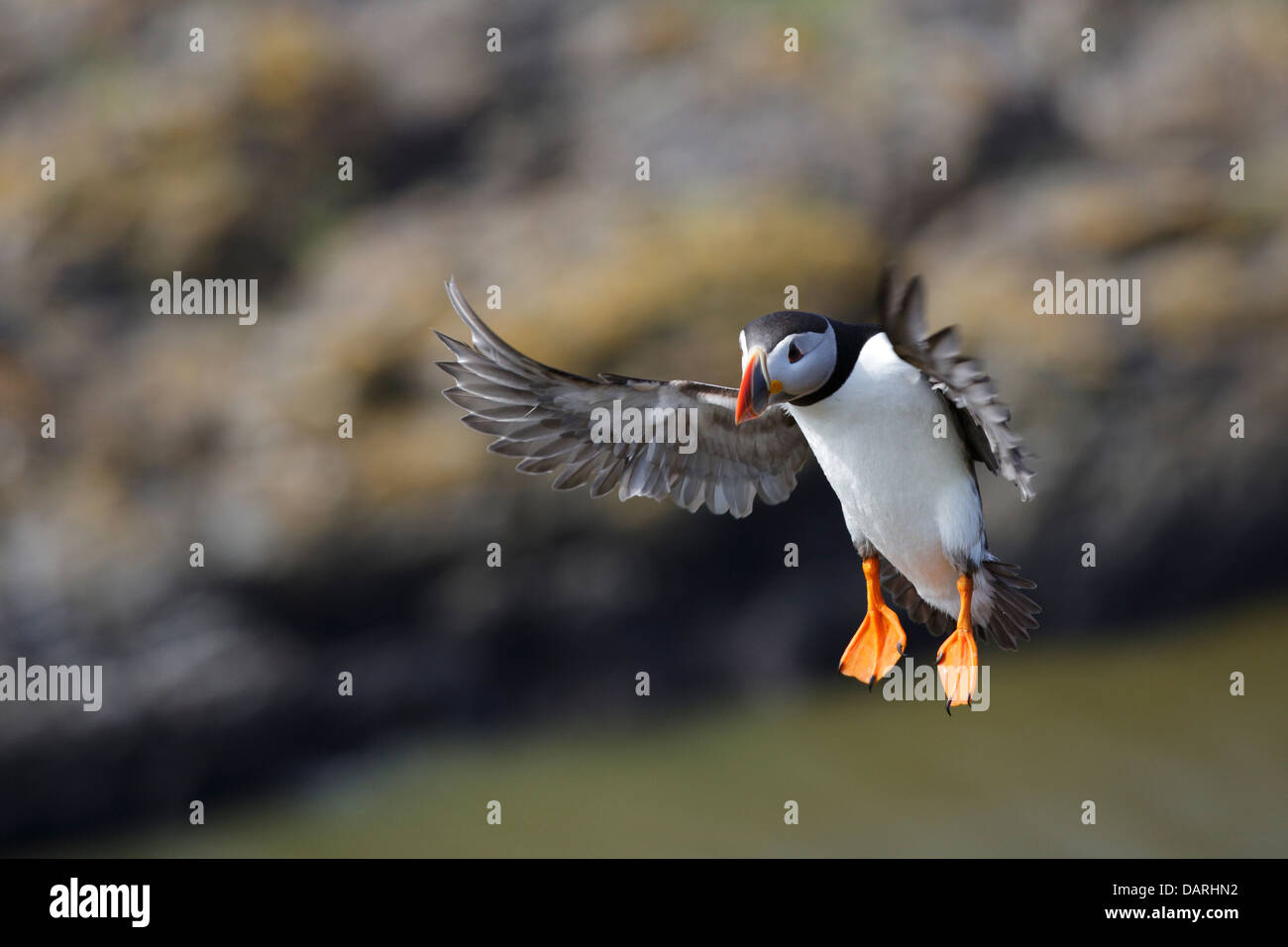 Puffin flying Stock Photo