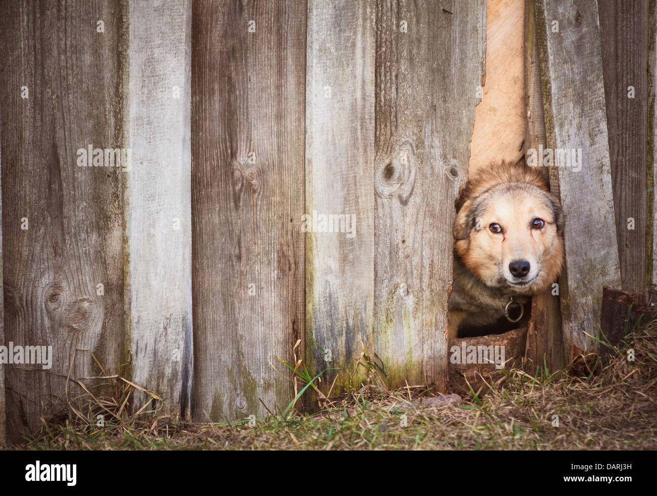 Dog Nose Fence Stock Photos & Dog Nose Fence Stock Images Alamy