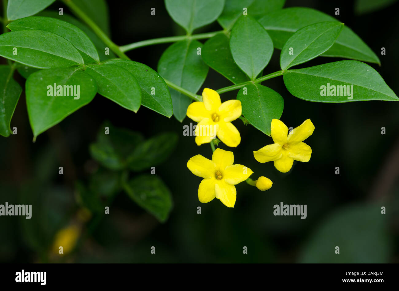 Close up of three mustard yellow Himalayan jasmine flower Jasminum humile Revolutum with dark green foliage Stock Photo