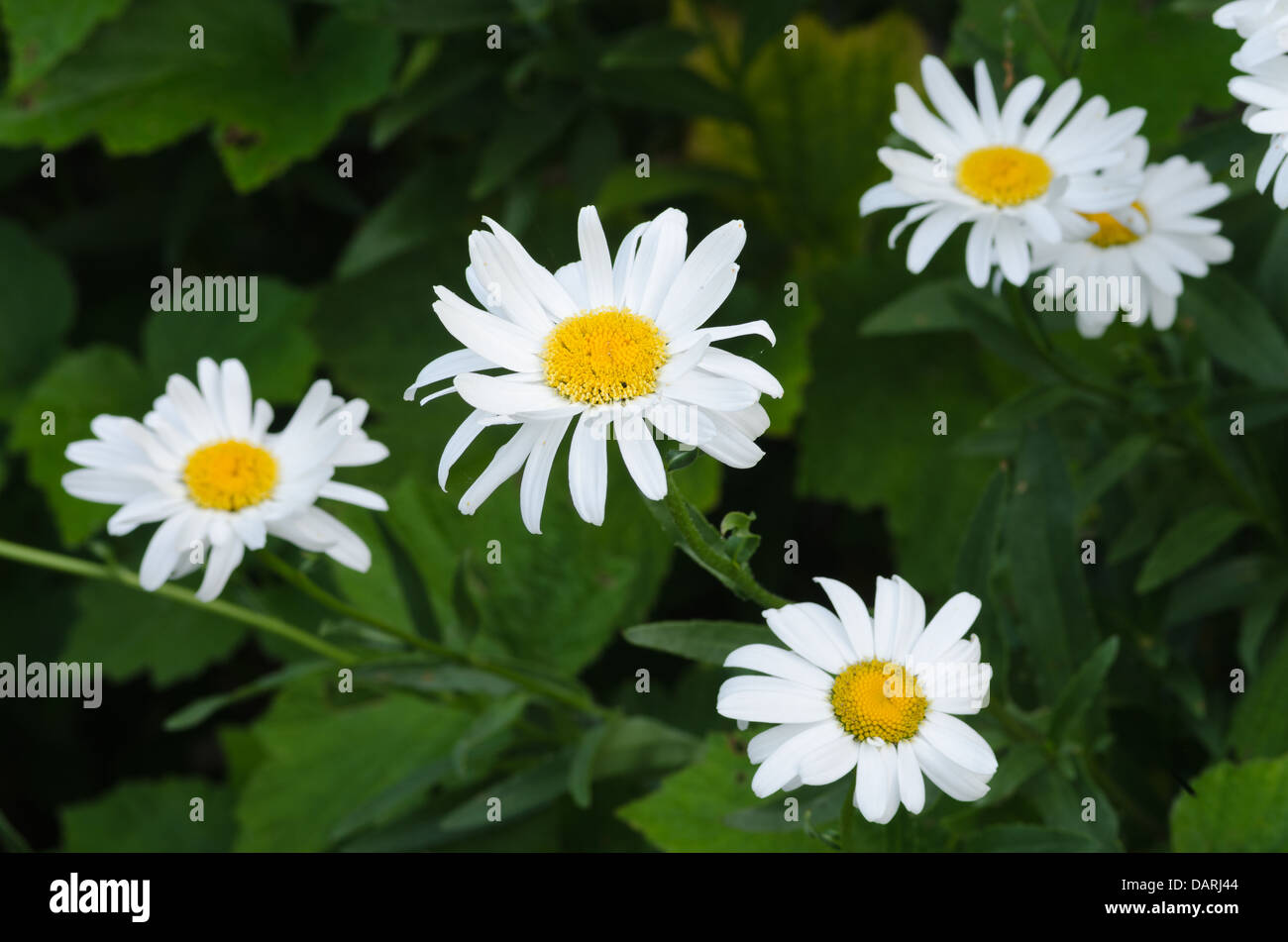 ox eye daisies Leucanthemum vulgare compositae flowers radiating out from center Stock Photo
