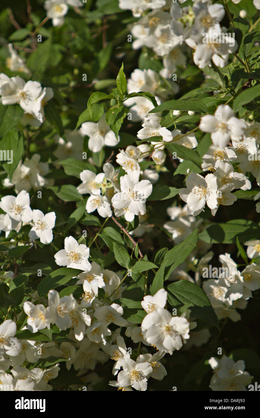 Jasmine flowers Stock Photo