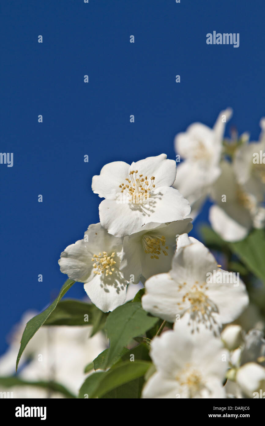 Jasmine flowers - background; beautiful Jasmin flowers in bloom Stock Photo