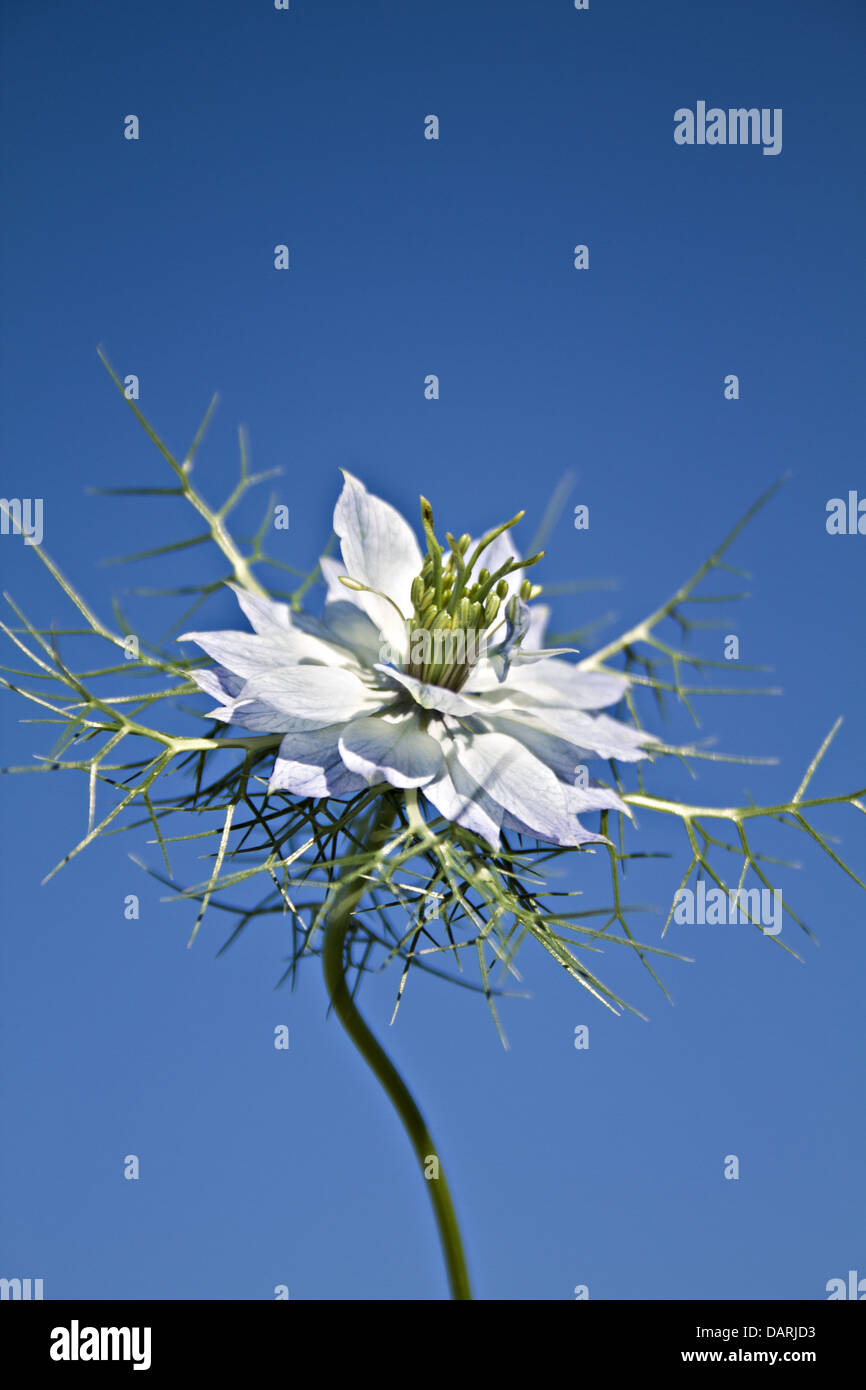 Love-in-a-mist, ragged lady, pale blue Nigella damascena Stock Photo