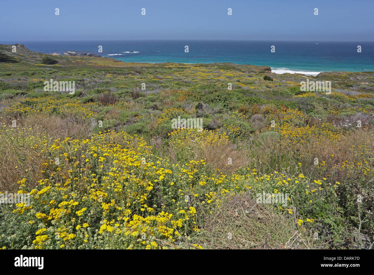 Flowers on coastal sand dunes in California Stock Photo - Alamy