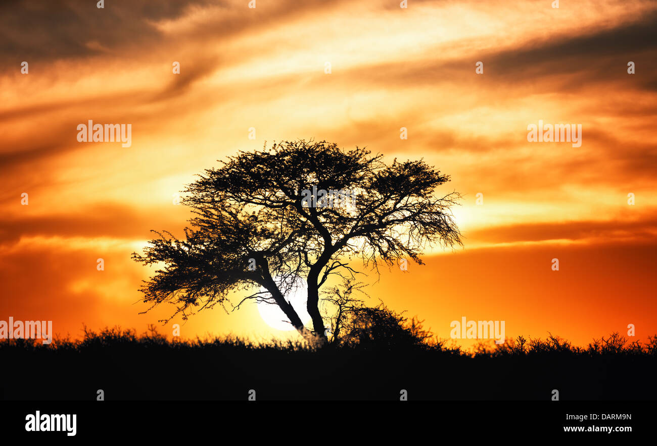 Sunset against acacia tree on african plains - Kalahari desert - South Africa Stock Photo