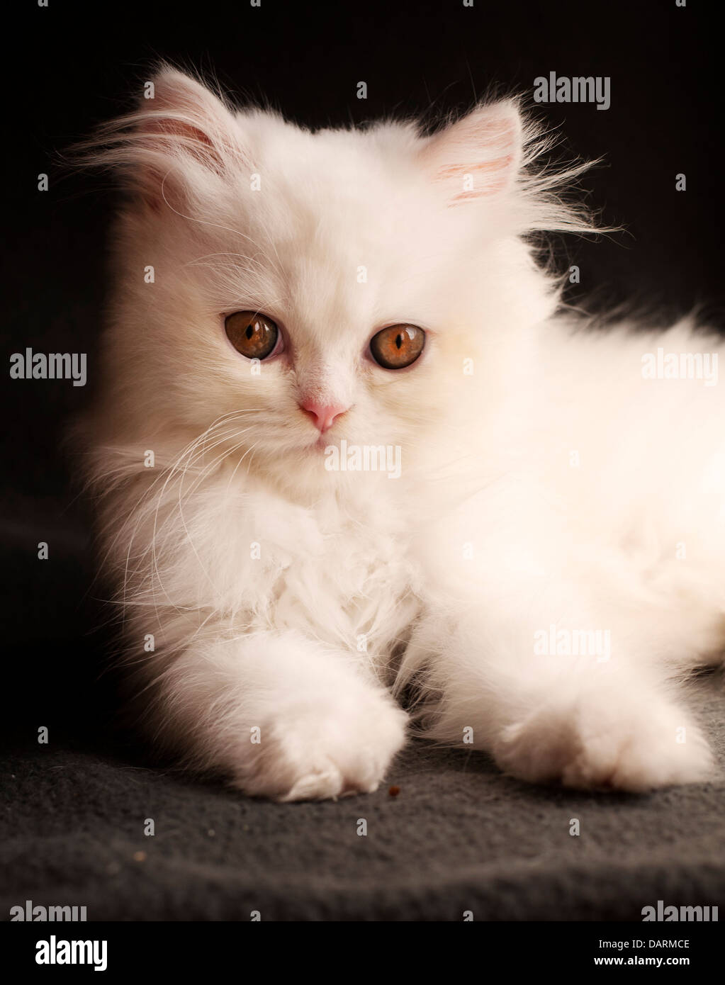 Adorable white Persian kitten Stock Photo