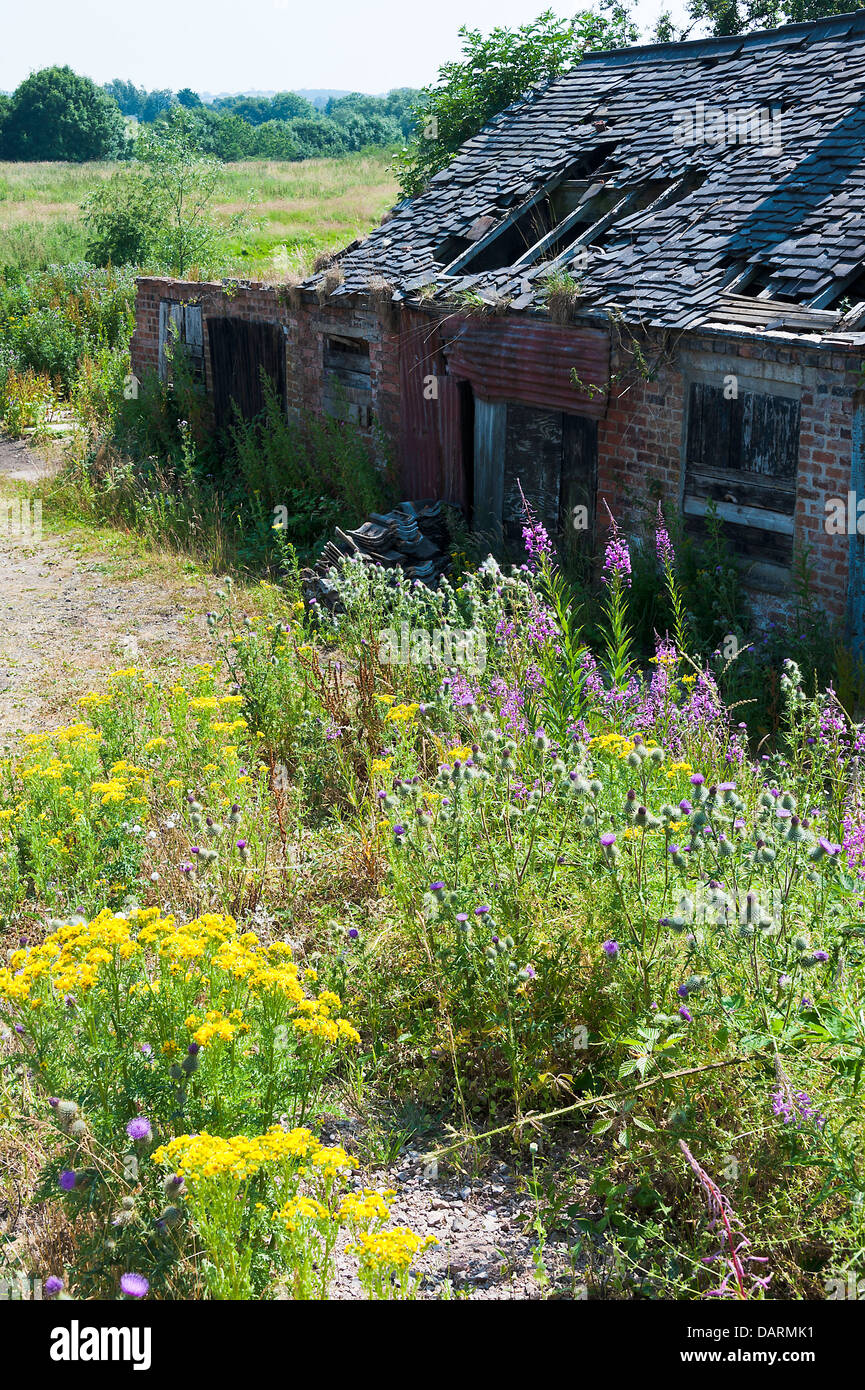 Derelict Old Property Surrounded by Weeds Alongside Canal at Rode Heath