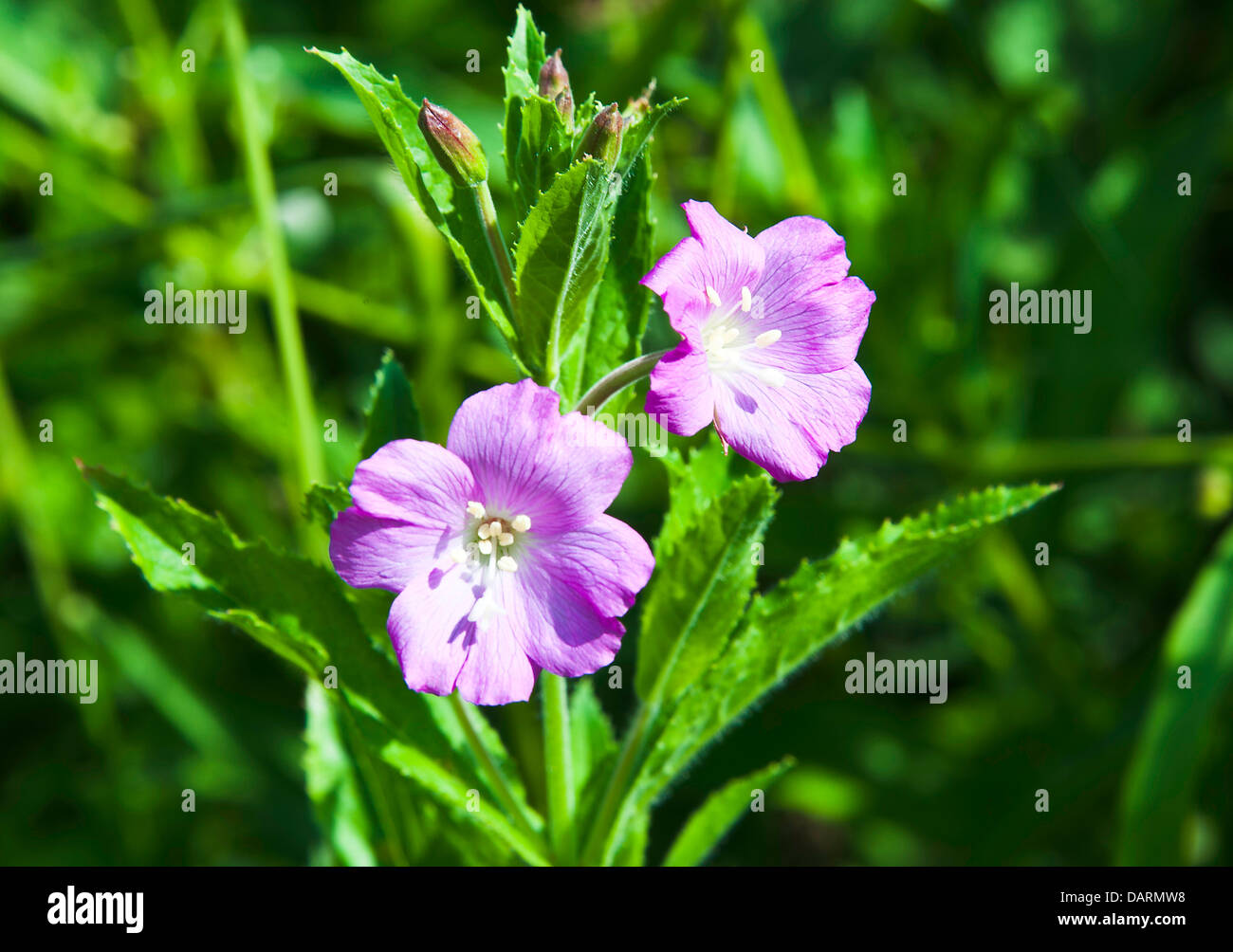 Pinky purple Great Wiilowherb Flowers in Bloom by Towpath Trent and Mersey Canal Rode Heath Cheshire England United Kingdom UK Stock Photo