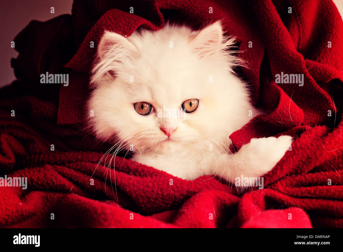 Adorable white Persian kitten Stock Photo Alamy